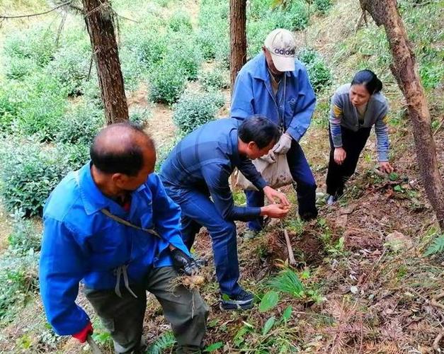 亭林野鴨觀光項(xiàng)目推動(dòng)地方旅游升級