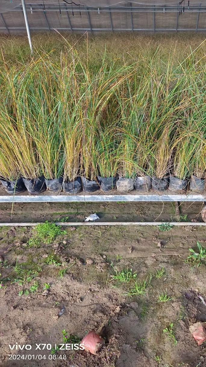 亭林野鴨棲息地的自然美景給你帶來平靜與放松