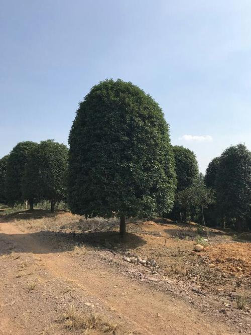 亭林野鴨棲息地讓你近距離感受野生動物的生活