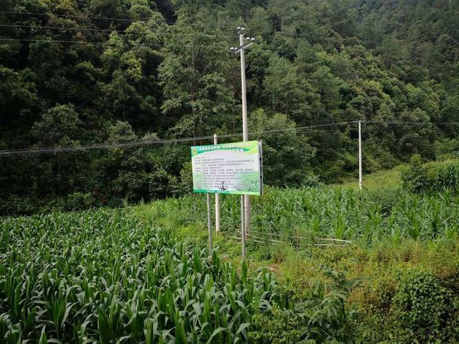 亭林饅頭帶你體驗上海傳統小吃的純正魅力