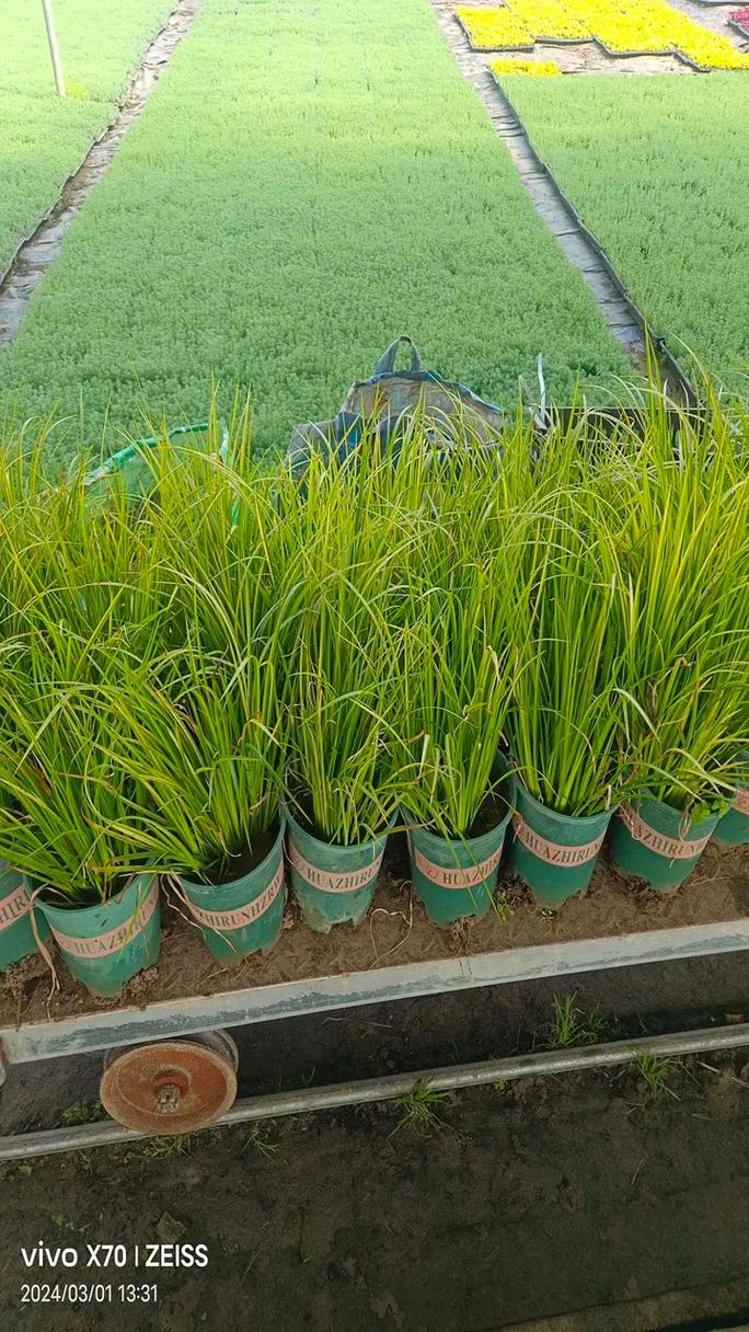 亭林月餅傳承百年手工藝與經(jīng)典美味的完美結(jié)合