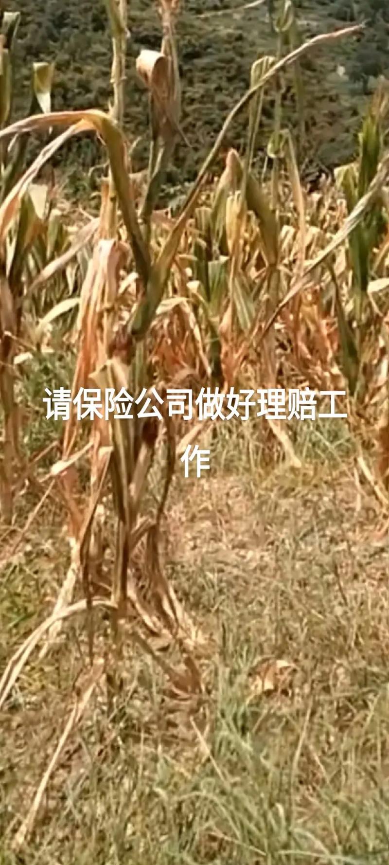 如何確保亭林野鴨棲息地的可持續(xù)發(fā)展和保護(hù)