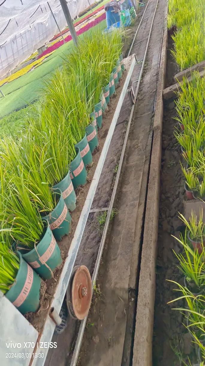 亭林野鴨棲息地生態保護現狀與恢復策略